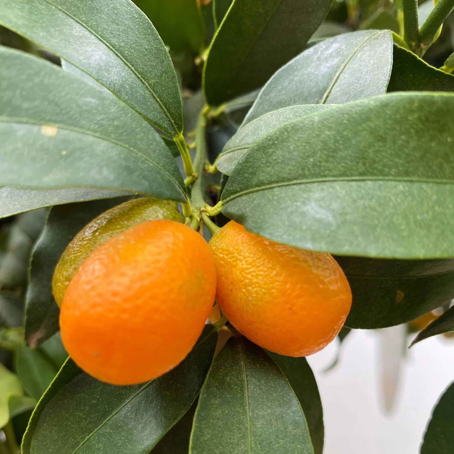 Kumquat, Kurz-Stamm, Topf-Ø 26 Cm 6 Kumquat, Kurz-Stamm, Topf-Ø 26 Cm – Bild 4