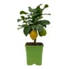Meyers Zitrone, Mini-Stamm,Topf-Ø 15 Cm, Höhe Ca. 40 Cm -LECHUZA || Wagner Verkaufsgeschäft 0630100557 0630100607 0630100666 Citrus Limon T15 1 107117