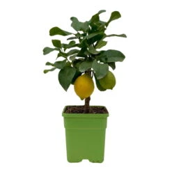 Meyers Zitrone, Mini-Stamm,Topf-Ø 15 Cm, Höhe Ca. 40 Cm