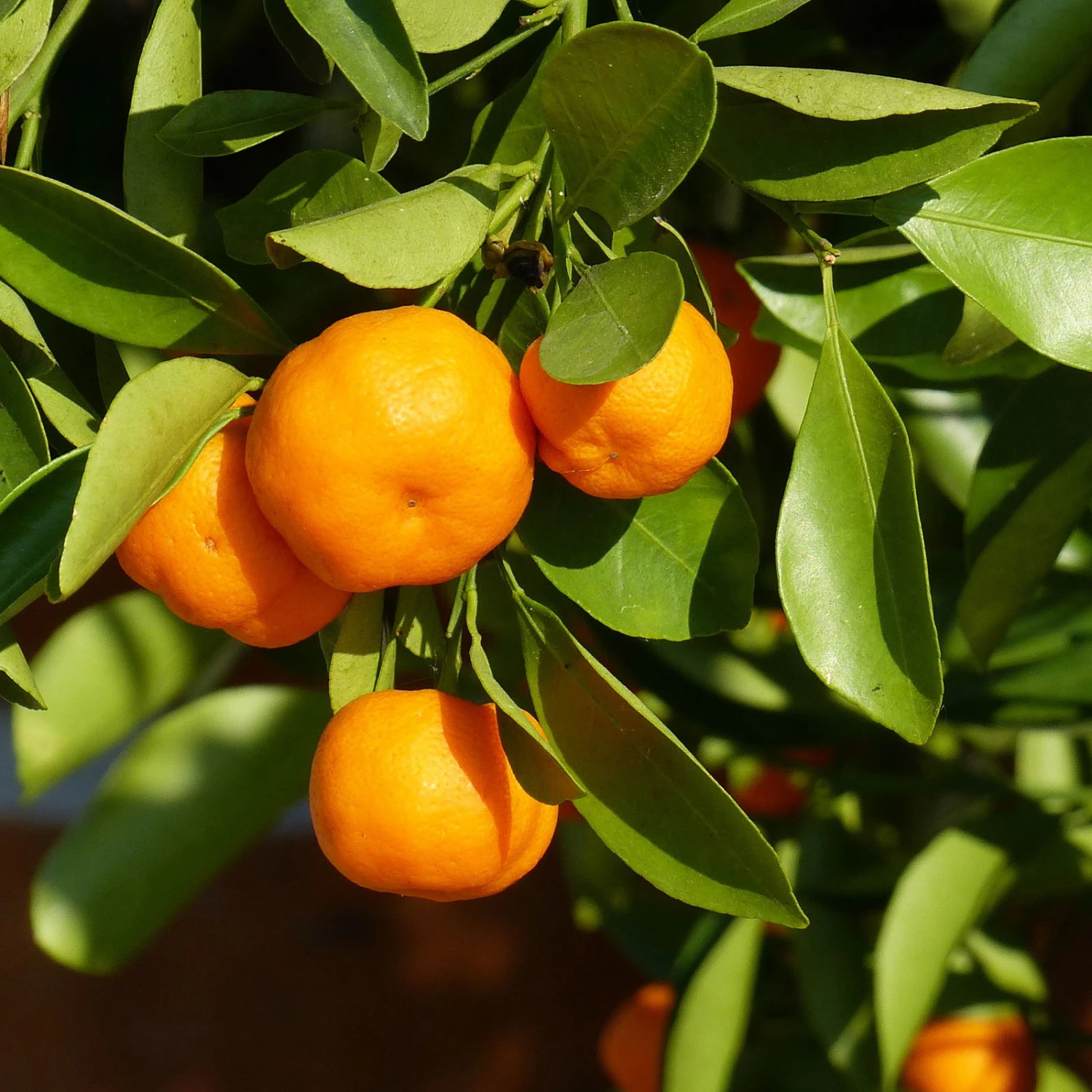 Clementine, Stamm, Topf-Ø Ca. 22 Cm, Höhe Ca. 70 - 80 Cm 5 Clementine, Stamm, Topf-Ø Ca. 22 Cm, Höhe Ca. 70 - 80 Cm – Bild 3