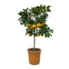 Grapefruitbaum, Stamm, Topf-Ø Ca. 33 Cm, Höhe Ca. 150 Cm 2 Grapefruitbaum, Stamm, Topf-Ø Ca. 33 Cm, Höhe Ca. 150 Cm -LECHUZA || Wagner Verkaufsgeschäft 0630100702 KB Citrus Paradisi Stamm T33 10 104320