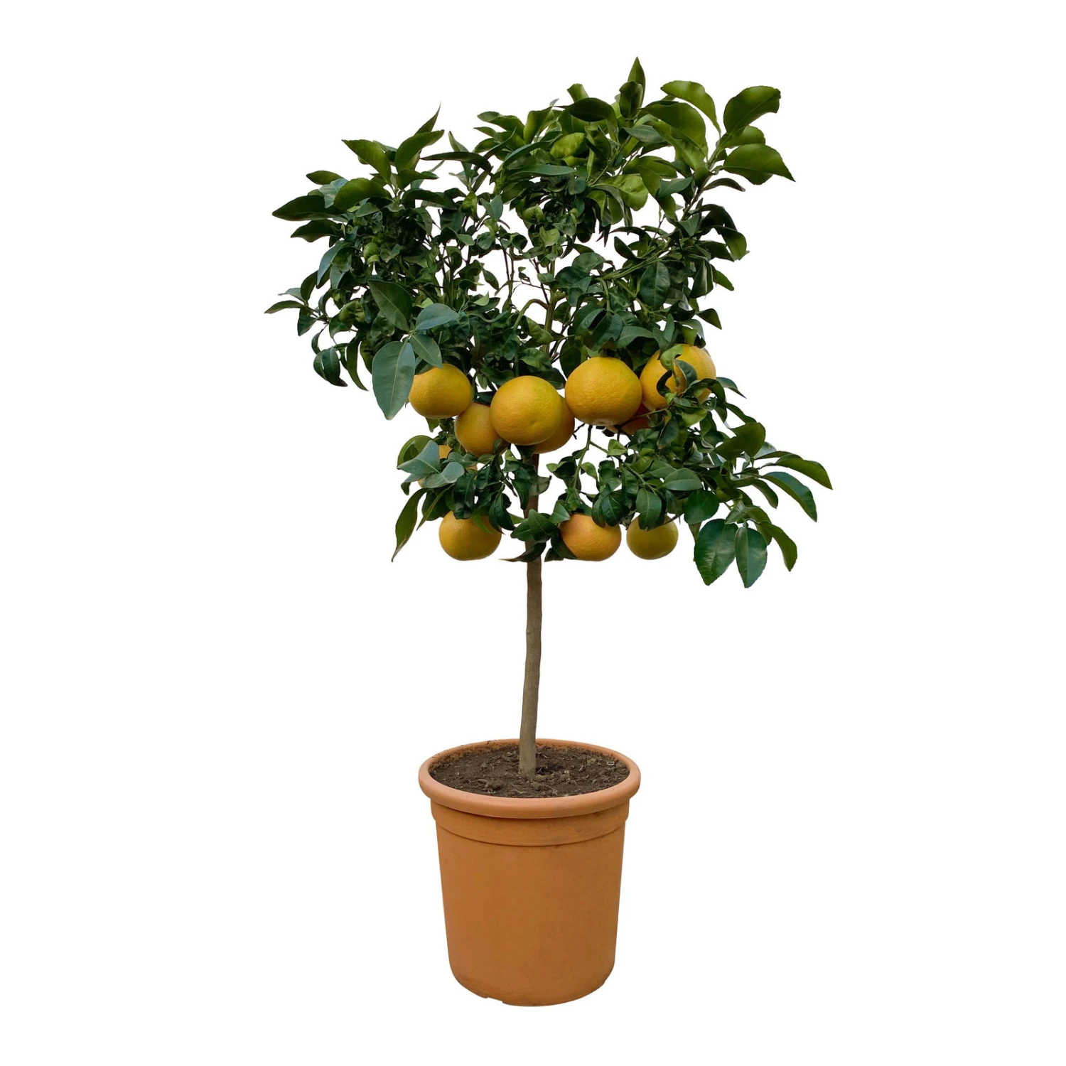 Grapefruitbaum, Stamm, Topf-Ø Ca. 33 Cm, Höhe Ca. 150 Cm 3 Grapefruitbaum, Stamm, Topf-Ø Ca. 33 Cm, Höhe Ca. 150 Cm