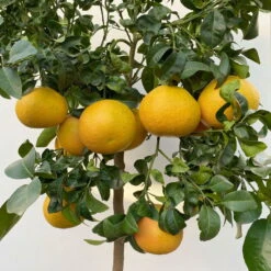 Grapefruitbaum, Stamm, Topf-Ø Ca. 33 Cm, Höhe Ca. 150 Cm 14 Grapefruitbaum, Stamm, Topf-Ø Ca. 33 Cm, Höhe Ca. 150 Cm -LECHUZA || Wagner Verkaufsgeschäft 0630100702 KB Citrus Paradisi Stamm T33 15 104217