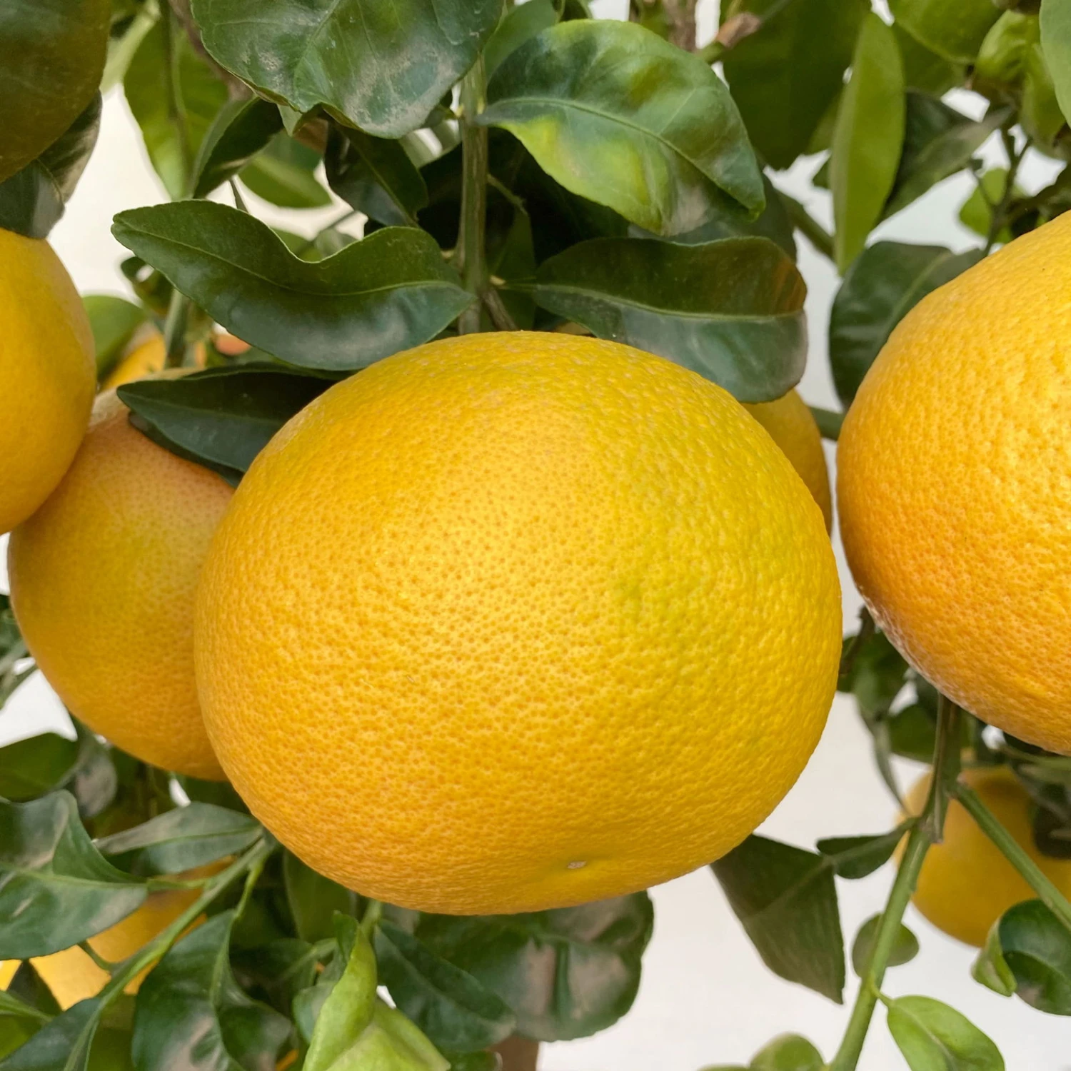 Grapefruitbaum, Stamm, Topf-Ø Ca. 33 Cm, Höhe Ca. 150 Cm 4 Grapefruitbaum, Stamm, Topf-Ø Ca. 33 Cm, Höhe Ca. 150 Cm – Bild 2