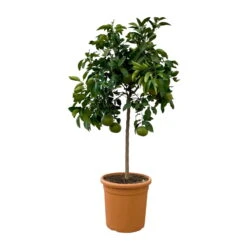 Grapefruitbaum, Stamm, Topf-Ø Ca. 33 Cm, Höhe Ca. 150 Cm 13 Grapefruitbaum, Stamm, Topf-Ø Ca. 33 Cm, Höhe Ca. 150 Cm -LECHUZA || Wagner Verkaufsgeschäft 0630100702 KB Citrus Paradisi Stamm T33 2 104321