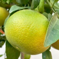 Grapefruitbaum, Stamm, Topf-Ø Ca. 33 Cm, Höhe Ca. 150 Cm 17 Grapefruitbaum, Stamm, Topf-Ø Ca. 33 Cm, Höhe Ca. 150 Cm -LECHUZA || Wagner Verkaufsgeschäft 0630100702 KB Citrus Paradisi Stamm T33 6 104221