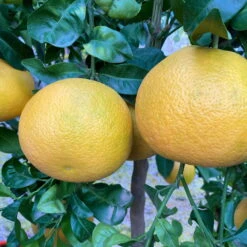 Grapefruitbaum, Stamm, Topf-Ø Ca. 33 Cm, Höhe Ca. 150 Cm 15 Grapefruitbaum, Stamm, Topf-Ø Ca. 33 Cm, Höhe Ca. 150 Cm -LECHUZA || Wagner Verkaufsgeschäft 0630100702 KB Citrus Paradisi Stamm T33 9 104219