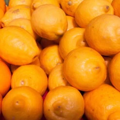 Meyers Zitrone, Mini-Stamm,Topf-Ø 15 Cm, Höhe Ca. 40 Cm -LECHUZA || Wagner Verkaufsgeschäft 0630100733 KB Citrus limon Stamm T15 H40 Meyeri farbiger Topf WS 1 98120