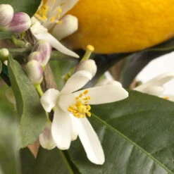 Meyers Zitrone, Mini-Stamm,Topf-Ø 15 Cm, Höhe Ca. 40 Cm -LECHUZA || Wagner Verkaufsgeschäft 0630100733 KB Citrus limon Stamm T15 H40 Meyeri farbiger Topf WS 2 98121