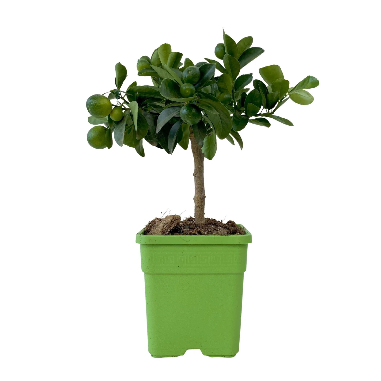 Kumquat 'Obovata', Stamm, Topf-Ø 15 Cm, Höhe 40 Cm 3 Kumquat 'Obovata', Stamm, Topf-Ø 15 Cm, Höhe 40 Cm