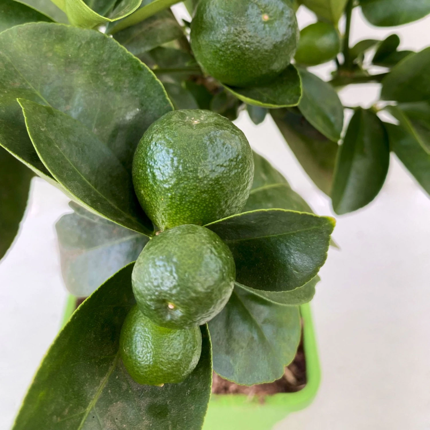 Kumquat 'Obovata', Stamm, Topf-Ø 15 Cm, Höhe 40 Cm 5 Kumquat 'Obovata', Stamm, Topf-Ø 15 Cm, Höhe 40 Cm – Bild 3