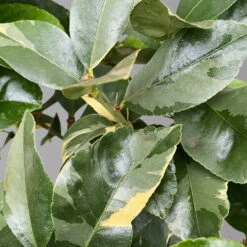 Zitronenbaum 'Variegata', Stamm, Topf-Ø 20 Cm, Höhe Ca. 60 Cm 14 Zitronenbaum 'Variegata', Stamm, Topf-Ø 20 Cm, Höhe Ca. 60 Cm -LECHUZA || Wagner Verkaufsgeschäft 0630100776 K.B.Citrus limon VariegataStamm T20 3162Giambo Bunte Zitrone H60 3 125574