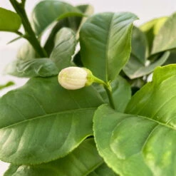 Riesenzitrone, Stamm, Topf-Ø 36 Cm, Höhe Ca. 150 Cm 12 Riesenzitrone, Stamm, Topf-Ø 36 Cm, Höhe Ca. 150 Cm -LECHUZA || Wagner Verkaufsgeschäft 0630100777 Citrus Lipo Kaiserzitrone Citrus limon x Citrus paradisi T20 2 104874