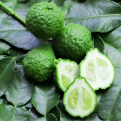 Bio Gewürz-Limette, Topf-Ø 12 Cm, 2er-Set -LECHUZA || Wagner Verkaufsgeschäft 0630300010 Citrus hystrix Stamm Gewuerzzitrus 1 104819