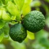Bio Gewürz-Limette, Topf-Ø 12 Cm, 2er-Set -LECHUZA || Wagner Verkaufsgeschäft 0630300010 Citrus hystrix Stamm Gewuerzzitrus 2 104817