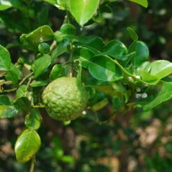 Bio Gewürz-Limette, Topf-Ø 12 Cm, 2er-Set -LECHUZA || Wagner Verkaufsgeschäft 0630300010 Citrus hystrix Stamm Gewuerzzitrus 3 104818