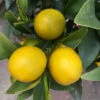 Kumquat, Kurz-Stamm, Topf-Ø 26 Cm