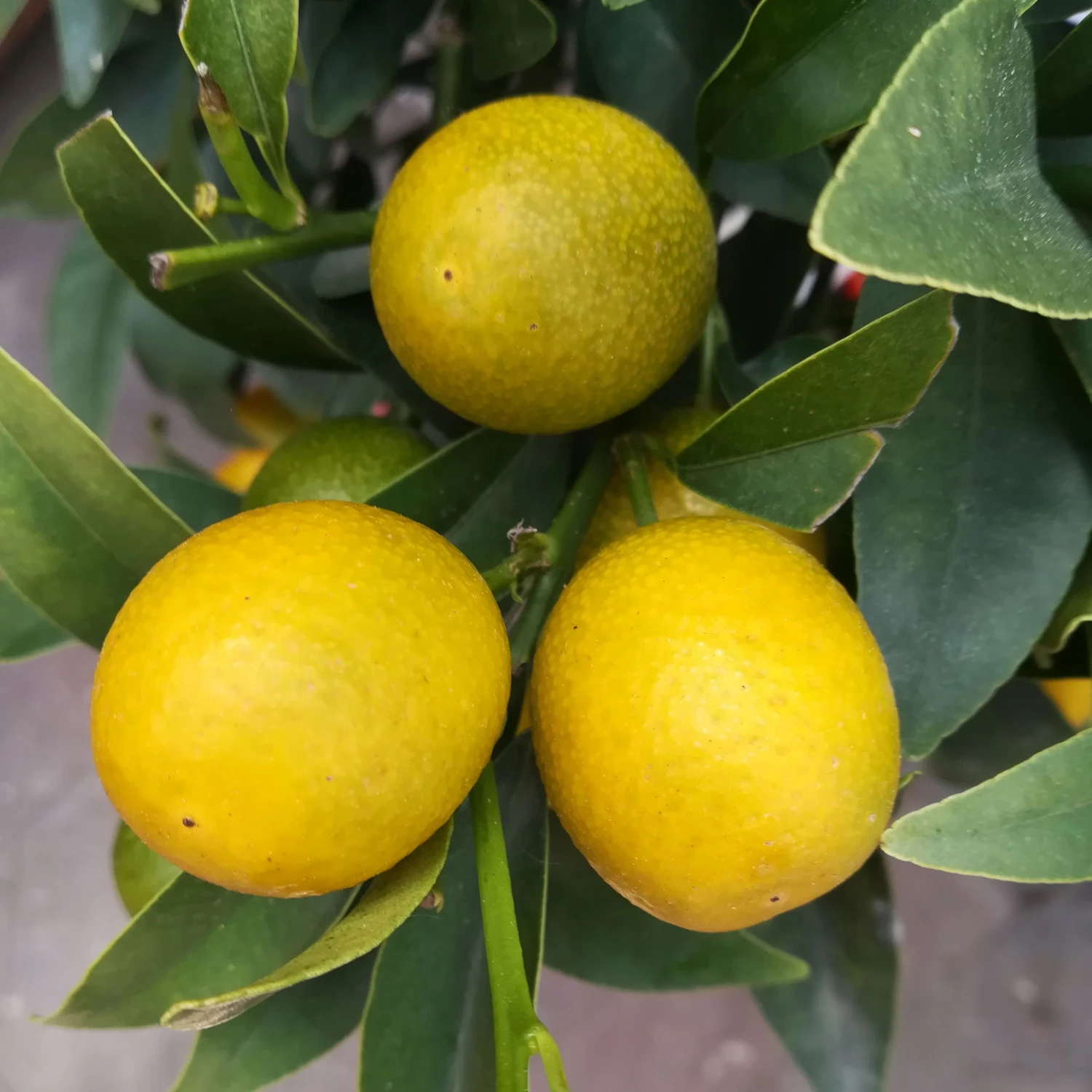Kumquat, Kurz-Stamm, Topf-Ø 26 Cm 3 Kumquat, Kurz-Stamm, Topf-Ø 26 Cm