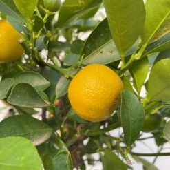 Calamondin, Stamm, Topf-Ø 20 Cm, Höhe Ca. 60 Cm -LECHUZA || Wagner Verkaufsgeschäft 0630400021 Citrus madurensis Stamm Calamondin T20 4 104281