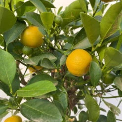 Calamondin, Stamm, Topf-Ø 20 Cm, Höhe Ca. 60 Cm -LECHUZA || Wagner Verkaufsgeschäft 0630400021 Citrus madurensis Stamm Calamondin T20 5 104282