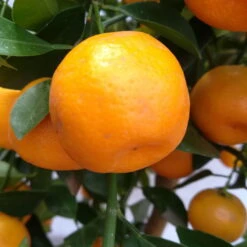 Calamondin, Stamm, Topf-Ø 20 Cm, Höhe Ca. 60 Cm -LECHUZA || Wagner Verkaufsgeschäft 0630400021 Citrus madurensis Stamm T20 H60 Calamondin farb Topf 2 78905