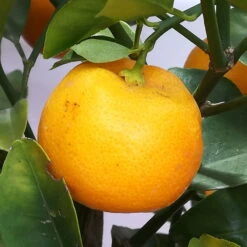 Calamondin, Stamm, Topf-Ø 20 Cm, Höhe Ca. 60 Cm -LECHUZA || Wagner Verkaufsgeschäft 0630400021 Citrus madurensis Stamm T20 H60 Calamondin farb Topf 4 78907