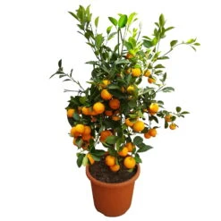 Calamondin, Stamm, Topf-Ø 20 Cm, Höhe Ca. 60 Cm -LECHUZA || Wagner Verkaufsgeschäft 0630400021 Citrus madurensis Stamm T20 H60 Calamondin farb Topf 5 79072