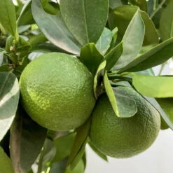 Orangenbaum, Kurz-Stamm, Topf-Ø Ca. 26 Cm -LECHUZA || Wagner Verkaufsgeschäft 0630400049 Citrus sinensis Busch T26 3 104290