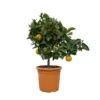 Orangenbaum, Kurz-Stamm, Topf-Ø Ca. 26 Cm 2 Orangenbaum, Kurz-Stamm, Topf-Ø Ca. 26 Cm -LECHUZA || Wagner Verkaufsgeschäft 0630400049 Citrus sinensis Busch T26 6 104342