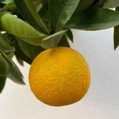 Orangenbaum, Kurz-Stamm, Topf-Ø Ca. 26 Cm -LECHUZA || Wagner Verkaufsgeschäft 0630400049 Citrus sinensis Busch T26 8 104288