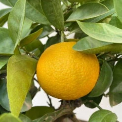 Orangenbaum, Kurz-Stamm, Topf-Ø Ca. 26 Cm -LECHUZA || Wagner Verkaufsgeschäft 0630400049 Citrus sinensis Busch T26 9 104287