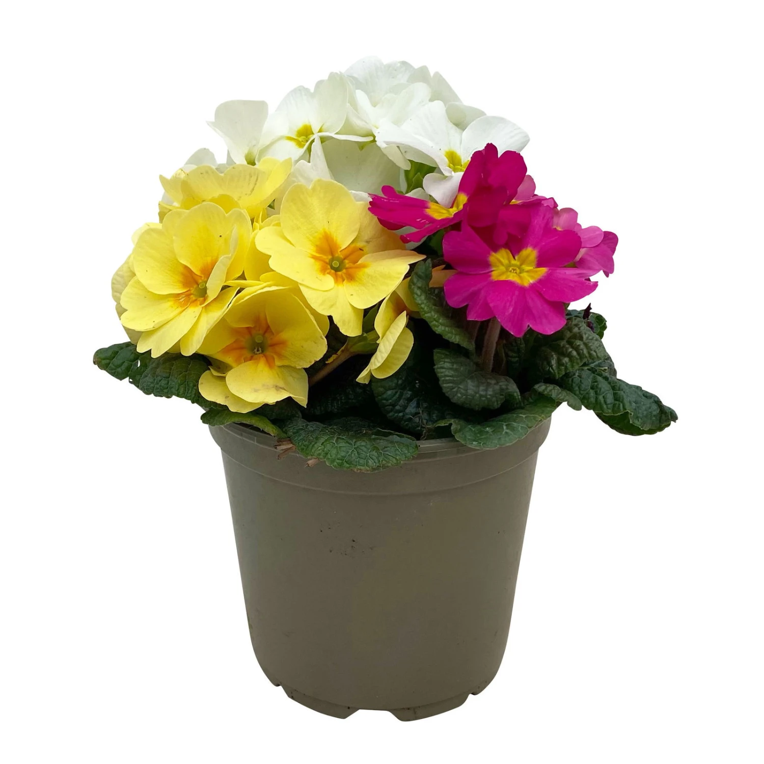 Primel 'Trio' Bunt, Mix Nach Verfügbarkeit, Topf-Ø 13 Cm, 6er-Set 3 Primel 'Trio' Bunt, Mix Nach Verfügbarkeit, Topf-Ø 13 Cm, 6er-Set