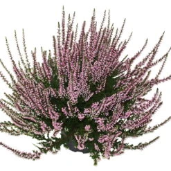 Knospenheide, Rosa, Topf-Ø 12 Cm, 6er-Set