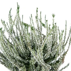 Knospenheide, Weiß, Topf-Ø 10,5/11 Cm, 8er-Set -LECHUZA || Wagner Verkaufsgeschäft 0650100464 Calluna vulgaris Knospenblueher weiss 6er Set WS 95900