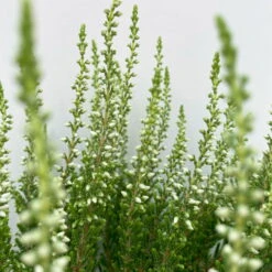 Knospenheide, Weiß, Topf-Ø 10,5/11 Cm, 8er-Set -LECHUZA || Wagner Verkaufsgeschäft 0650100464 Calluna vulgaris Knospenblueher weiss 8er Set 10 112654