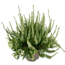Knospenheide, Weiß, Topf-Ø 10,5/11 Cm, 8er-Set -LECHUZA || Wagner Verkaufsgeschäft 0650100464 Calluna vulgaris Knospenblueher weiss 8er Set 8 112737