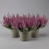 Knospenheide, Lila, Topf-Ø 17 Cm, 3er-Set -LECHUZA || Wagner Verkaufsgeschäft 0650100499 Calluna vulgaris T17 lila Knospenblueher 3erSet 1 126021