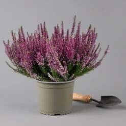 Knospenheide, Lila, Topf-Ø 17 Cm, 3er-Set -LECHUZA || Wagner Verkaufsgeschäft 0650100499 Calluna vulgaris T17 lila Knospenblueher 3erSet 2 126022
