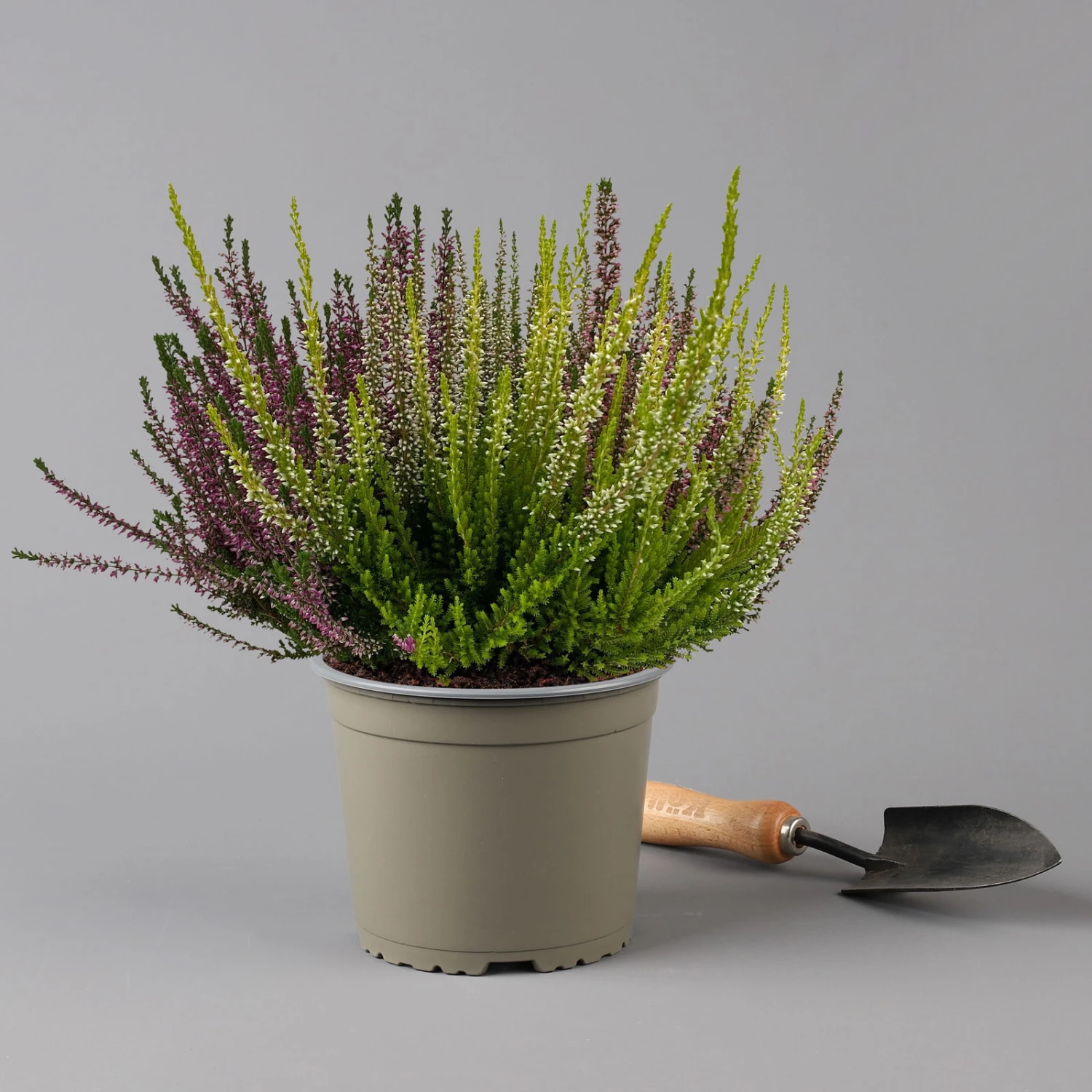 Knospenheide 'High Five®' Fünffarbig, Topf-Ø 17 Cm, 2er-Set 6 Knospenheide 'High Five®' Fünffarbig, Topf-Ø 17 Cm, 2er-Set – Bild 4