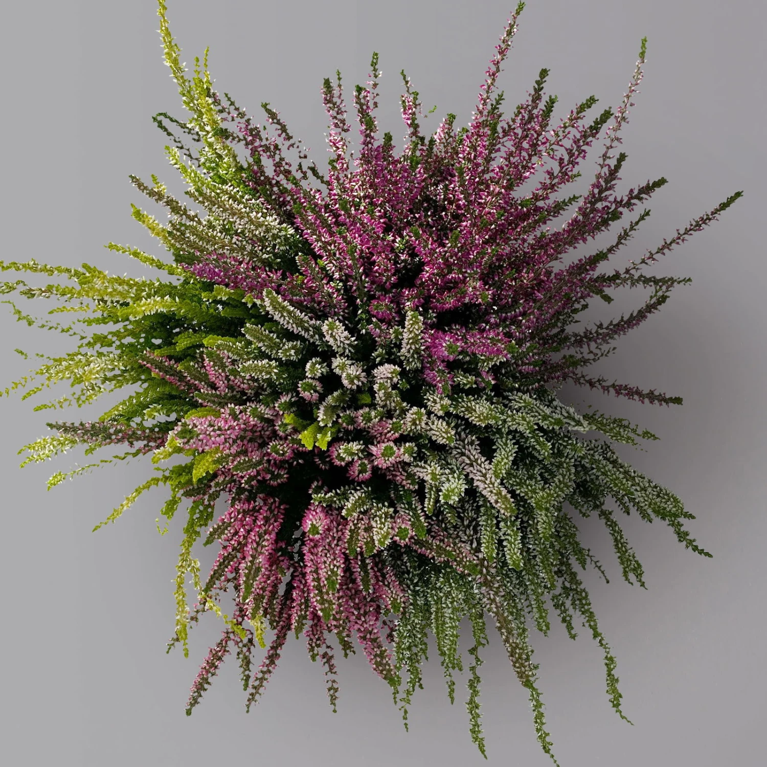 Knospenheide 'High Five®' Fünffarbig, Topf-Ø 17 Cm, 2er-Set 4 Knospenheide 'High Five®' Fünffarbig, Topf-Ø 17 Cm, 2er-Set – Bild 2