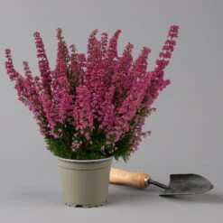 Glockenheide 'Beauty Queens®' Rosa-rot, Farbe Variiert, Topf-Ø 12 Cm, 6er-Set -LECHUZA || Wagner Verkaufsgeschäft 0651100062 Erica gracilis Beauty Queen T12 rosa rot 6erSet 2 125934