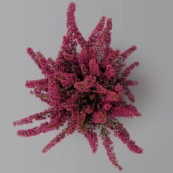 Glockenheide 'Beauty Queens®' Rosa-rot, Farbe Variiert, Topf-Ø 12 Cm, 6er-Set -LECHUZA || Wagner Verkaufsgeschäft 0651100062 Erica gracilis Beauty Queen T12 rosa rot 6erSet 3 125935