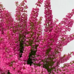 Glockenheide 'Beauty Queens®' Rosa-rot, Farbe Variiert, Topf-Ø 12 Cm, 6er-Set -LECHUZA || Wagner Verkaufsgeschäft 0651100062 Erica gracilis Beauty Queen T12 rosa rot 6erSet 2 125796