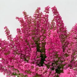 Glockenheide 'Beauty Queens®' Rosa-rot, Farbe Variiert, Topf-Ø 12 Cm, 6er-Set -LECHUZA || Wagner Verkaufsgeschäft 0651100062 Erica gracilis Beauty Queen T12 rosa rot 6erSet 3 125797