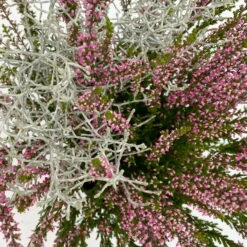 Knospenheide & Calocephalus Mix, 6er-Set, Rosa-rot-silbergrau, Topf 13 Cm Ø -LECHUZA || Wagner Verkaufsgeschäft 0651200028 Calluna Calocephalus T13 6er Set 10 115245