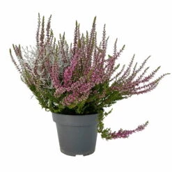 Knospenheide & Calocephalus Mix, 6er-Set, Rosa-rot-silbergrau, Topf 13 Cm Ø