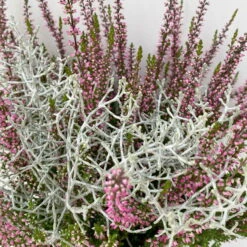 Knospenheide & Calocephalus Mix, 6er-Set, Rosa-rot-silbergrau, Topf 13 Cm Ø -LECHUZA || Wagner Verkaufsgeschäft 0651200028 Calluna Calocephalus T13 6er Set 7 115244