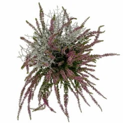 Knospenheide & Calocephalus Mix, 6er-Set, Rosa-rot-silbergrau, Topf 13 Cm Ø -LECHUZA || Wagner Verkaufsgeschäft 0651200028 Calluna Calocephalus T13 6er Set 8 115323