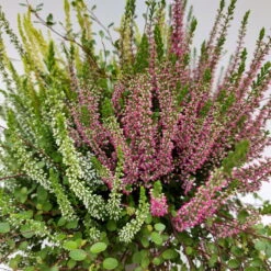 Heidepflanzen Mix, Farbe Variiert, Topf-/Schalen-Ø 23cm -LECHUZA || Wagner Verkaufsgeschäft 0651200029 Heide Mix anthrazitfarbener Topf Set 2 4 81503