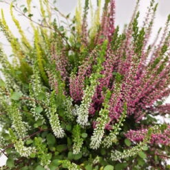 Heidepflanzen Mix, Farbe Variiert, Topf-/Schalen-Ø 23cm -LECHUZA || Wagner Verkaufsgeschäft 0651200029 Heide Mix anthrazitfarbener Topf Set 2 5 81502